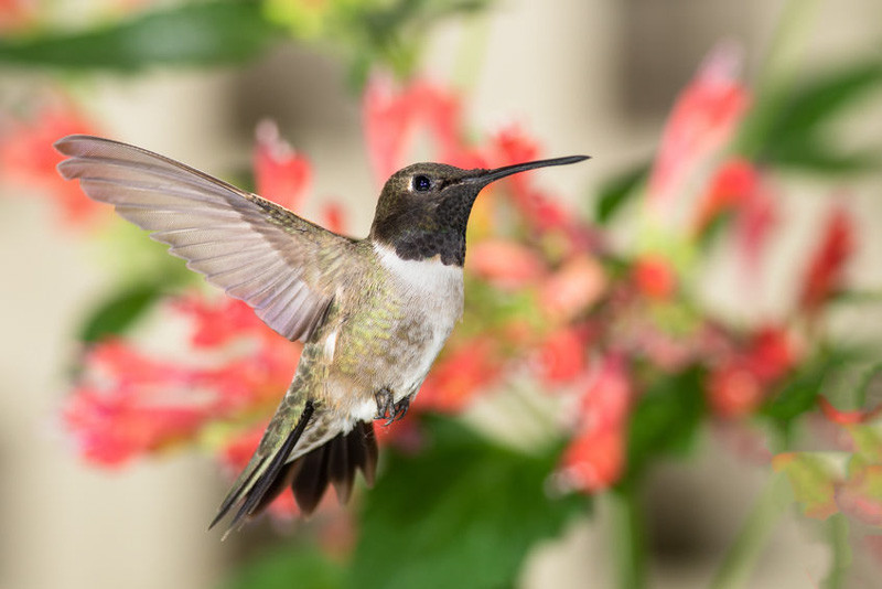 Hummingbird, Black-Chinned Hummingbird